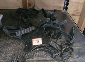 170.jpg